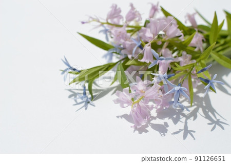 一束淡色西拉和 Amsonia elliptica 91126651