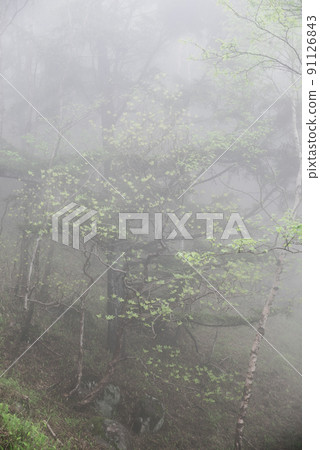 Forest wrapped in fog Forest wrapped in fog 91126843