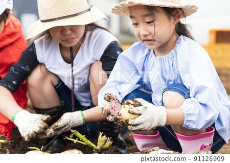 Children digging potatoes Children digging potatoes 91126909