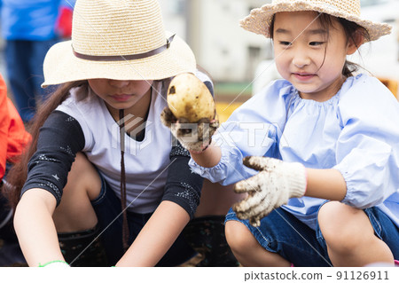 Children digging potatoes 91126911
