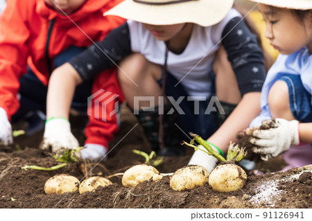 Children digging potatoes Children digging potatoes 91126941