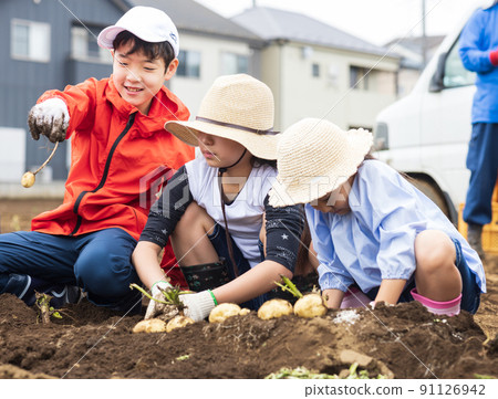 Children digging potatoes 91126942