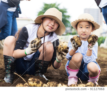 Children digging potatoes Children digging potatoes 91127068