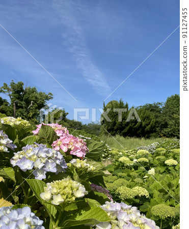 Hydrangea of rainy season Hydrangea of rainy season 91127455