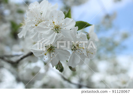 apple blossoms close-up. Spring flowering of fruit trees with a coupe plan. Flower structure pistil stamen petals stigma apple blossoms close-up. Spring flowering of fruit trees with a coupe plan. Flower structure pistil stamen petals stigma 91128067