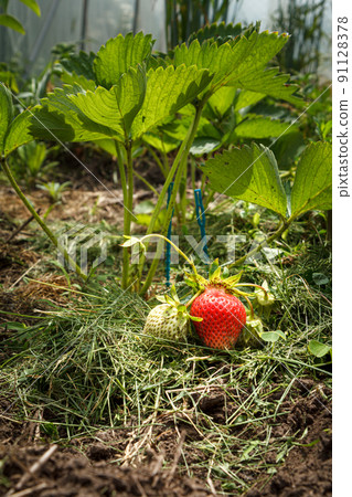 Strawberry plant. Stawberry bush with ripe and unripe berries. Strawberry plant. Stawberry bush with ripe and unripe berries. 91128378