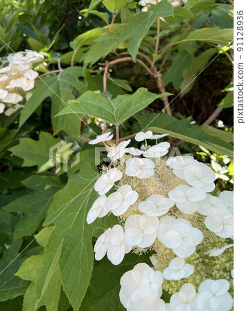 Spring hydrangea 91128936