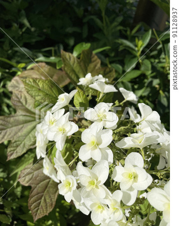Spring hydrangea 91128937