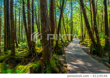 Fresh green white piece forest and boardwalk [Nagano Prefecture] 91129148