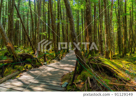 Fresh green white piece forest and boardwalk [Nagano Prefecture] 91129149