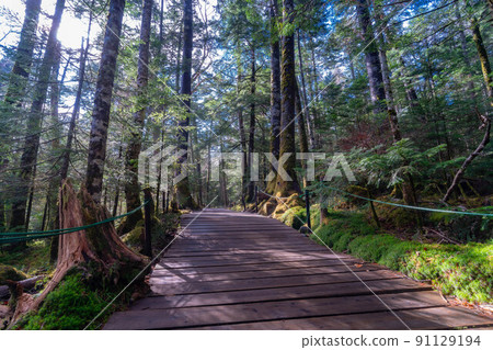Fresh green white piece forest and boardwalk [Nagano Prefecture] 91129194