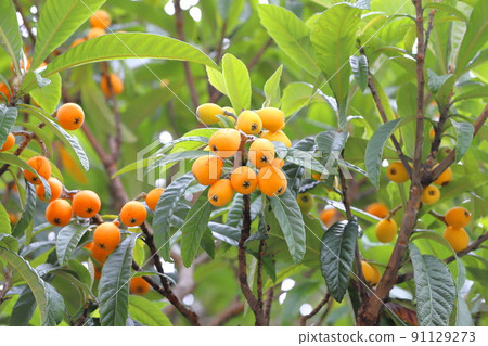 Loquat fruit that has reached the harvest season 91129273