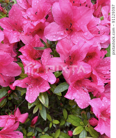 杜鵑花被雨湯淋濕 杜鵑花被雨湯淋濕 91129397