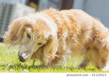 Miniature dachshund long-term care old dog walk 91129423