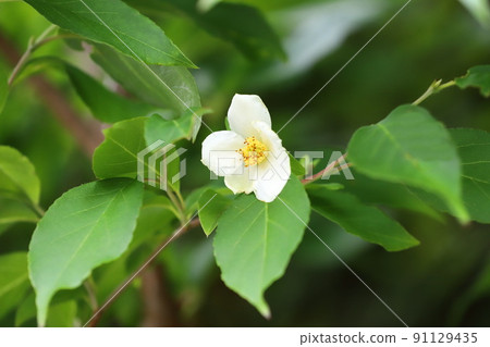 Pretty Himeshara flowers Pretty Himeshara flowers 91129435