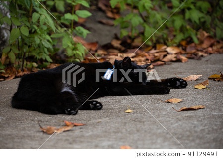 EOSRP. Hiroshima Onomichi, a dead cat. EOSRP. Hiroshima Onomichi, a dead cat. 91129491