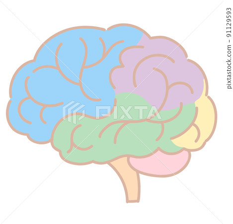 Cross-sectional view of the brain color-coded for each part 91129593