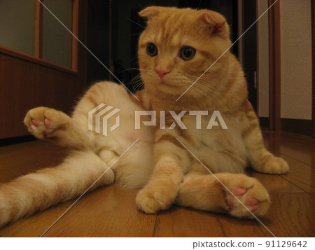A cat staring at you 91129642