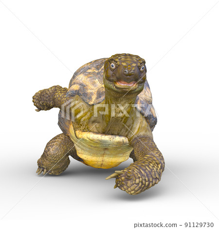 Tortoise 91129730