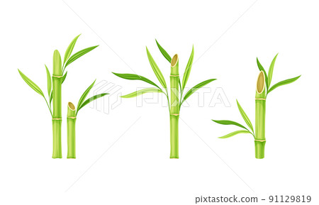 Green fresh bamboo stems with leaves vector illustration 91129819