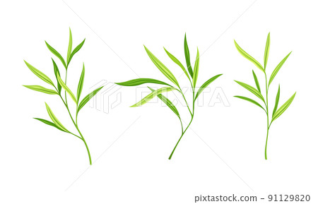 Leaves of bamboo tree set. Green decoration elements vector illustration 91129820