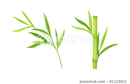 Bamboo stems with leaves. Green decoration elements vector illustration 91129821