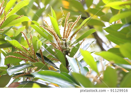 Lithocarpus edulis 與鮮花和水果 91129916