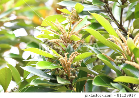 Lithocarpus edulis with flowers and fruits 91129917