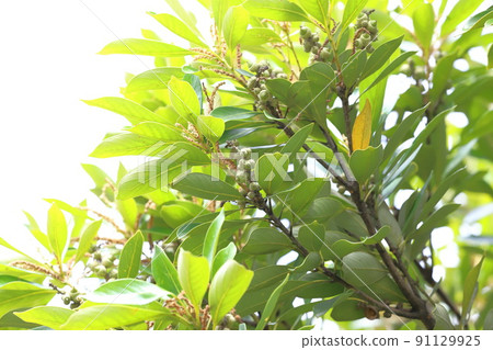Lithocarpus edulis 與鮮花和水果 Lithocarpus edulis 與鮮花和水果 91129925