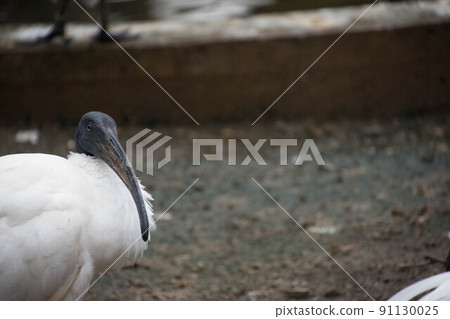 黑臉琵鷺 91130025