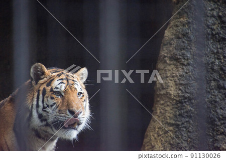 阿穆爾托拉 阿穆爾托拉 91130026