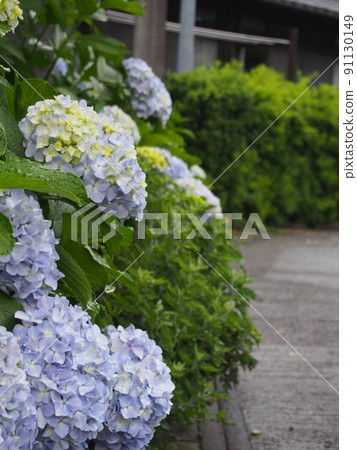 Hydrangea 91130149