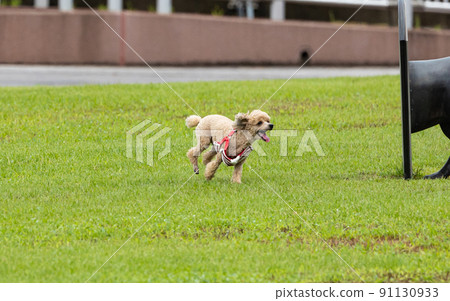 EOSRP. Hiroshima Kure,一隻玩得醉醺醺的玩具貴賓犬。 EOSRP. Hiroshima Kure,一隻玩得醉醺醺的玩具貴賓犬。 91130933