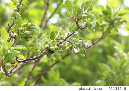 很多碩果累累的 Himeringo 很多碩果累累的 Himeringo 91131346