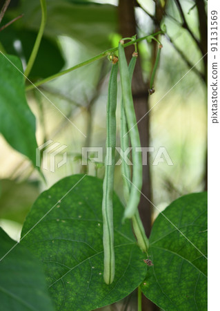 Open-field cultivated green beans (hidden beans) 91131569