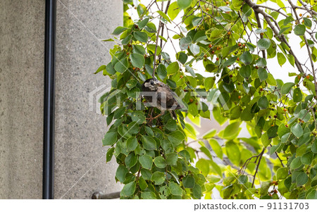 EOSRP. Hiroshima Kure, a monster bird with an attack posture. EOSRP. Hiroshima Kure, a monster bird with an attack posture. 91131703