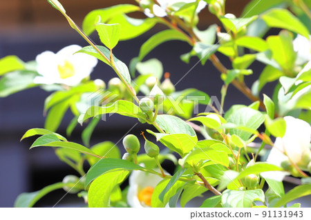 Pretty summer camellia (Japanese stewartia) flowers and buds 91131943