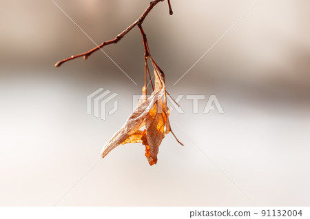 one branch with brown autumn leaves in the forest one branch with brown autumn leaves in the forest 91132004
