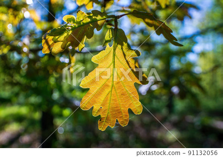 one branch with green oak leaves in the forest 91132056
