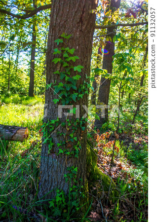 one branch with green ivy leaves in the forest one branch with green ivy leaves in the forest 91132057