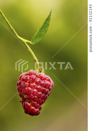 one branch with ripe raspberries 91132143