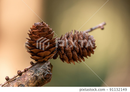 one branch with a brown cone one branch with a brown cone 91132149