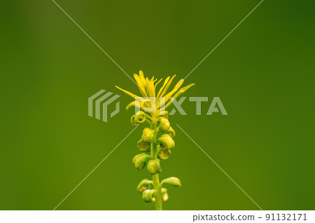 one yellow blossom in a meadow one yellow blossom in a meadow 91132171