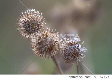 an blossom of a burdock in autumn 91132174