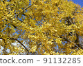 Autumn is in full swing. A ginkgo tree with bright yellow leaves. 91132285