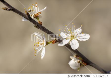 many blossoms on a branch of an plum tree 91132303