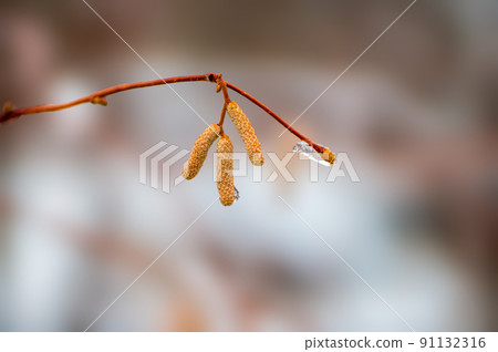 many brown hazelnut flowers on a branch in winter 91132316