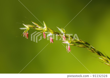 a green blossom of grass in summer a green blossom of grass in summer 91132328
