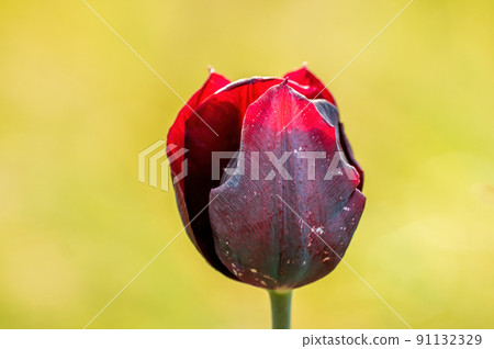 one tulip blossom in a meadow one tulip blossom in a meadow 91132329