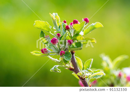 many blossoms on a branch of an apple tree many blossoms on a branch of an apple tree 91132330